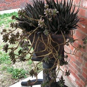 Meet your Posher, Joy